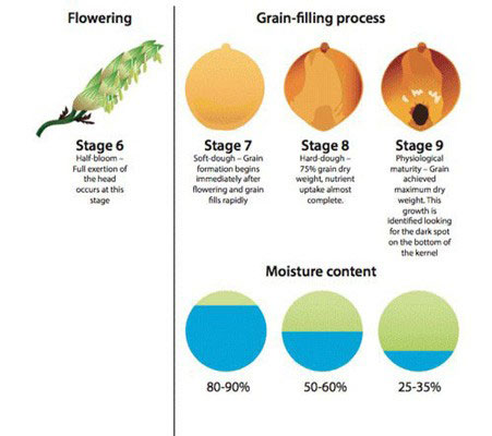 sorghum grain growth stages