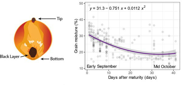 image of sorghum berry and a graph