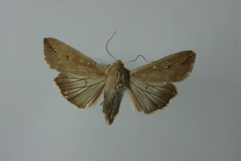 a brown moth