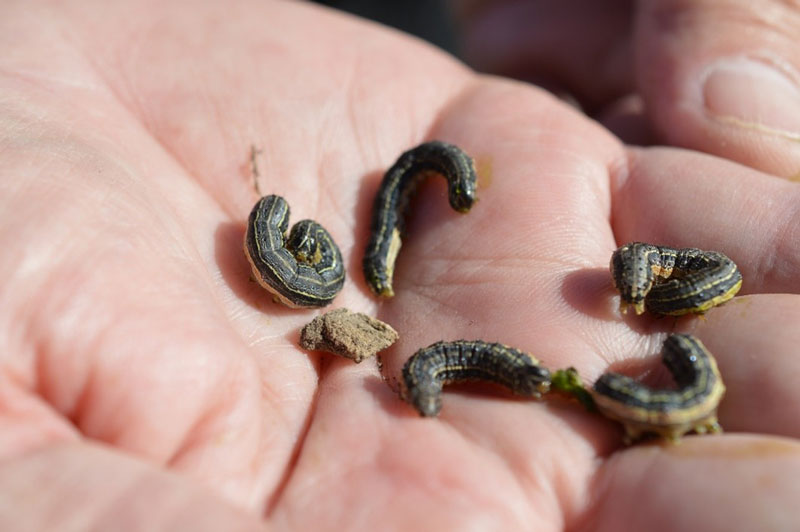 dark colored caterpillars