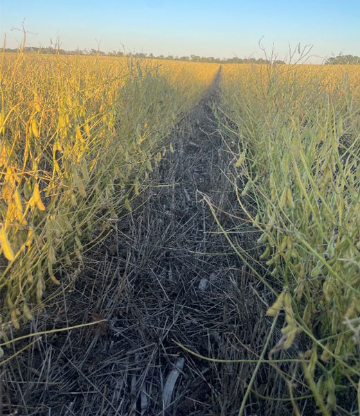 defoliated soybean row