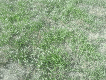 a pasture close up