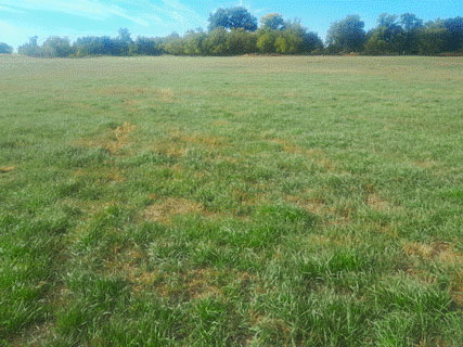 a pasture