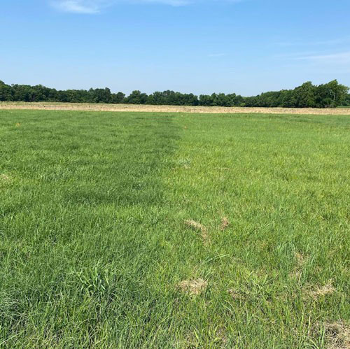 a pasture