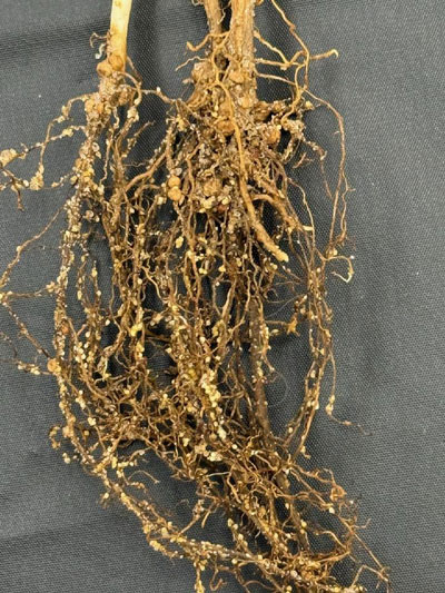 roots