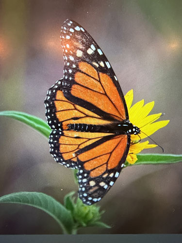 monarch butterfly on a flower
