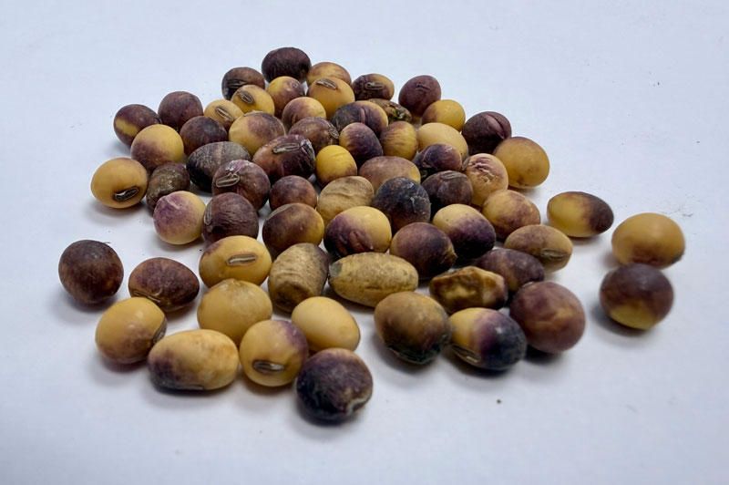 purple discolored soybean seeds