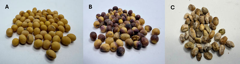 examples of different colors of soybeans based on quality