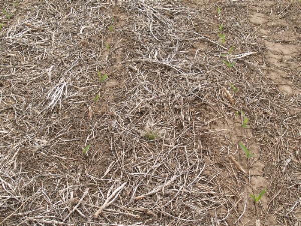 No-till residue coverage over two rows of corn
