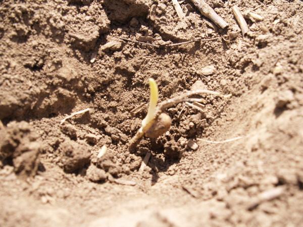 Germination