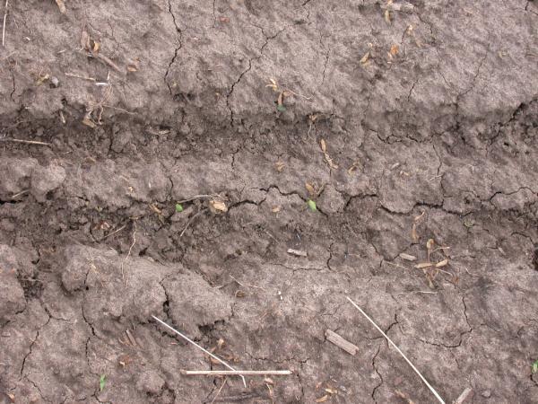 coleoptiles breaking through the soil surface