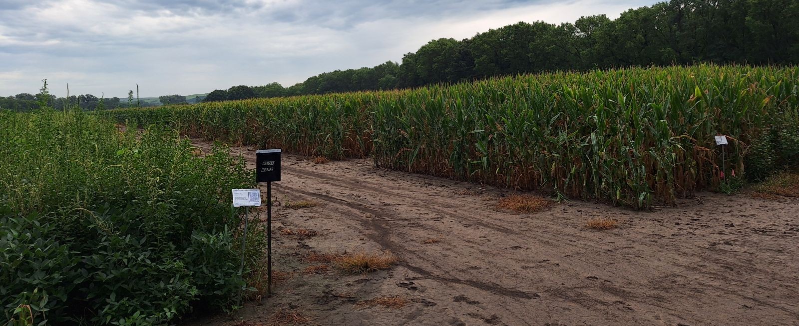 herbicide evaluation plots ashland bottoms 2026
