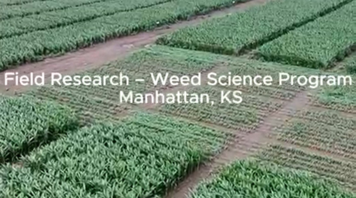 herbicide evaluation plots ashland bottoms 2025