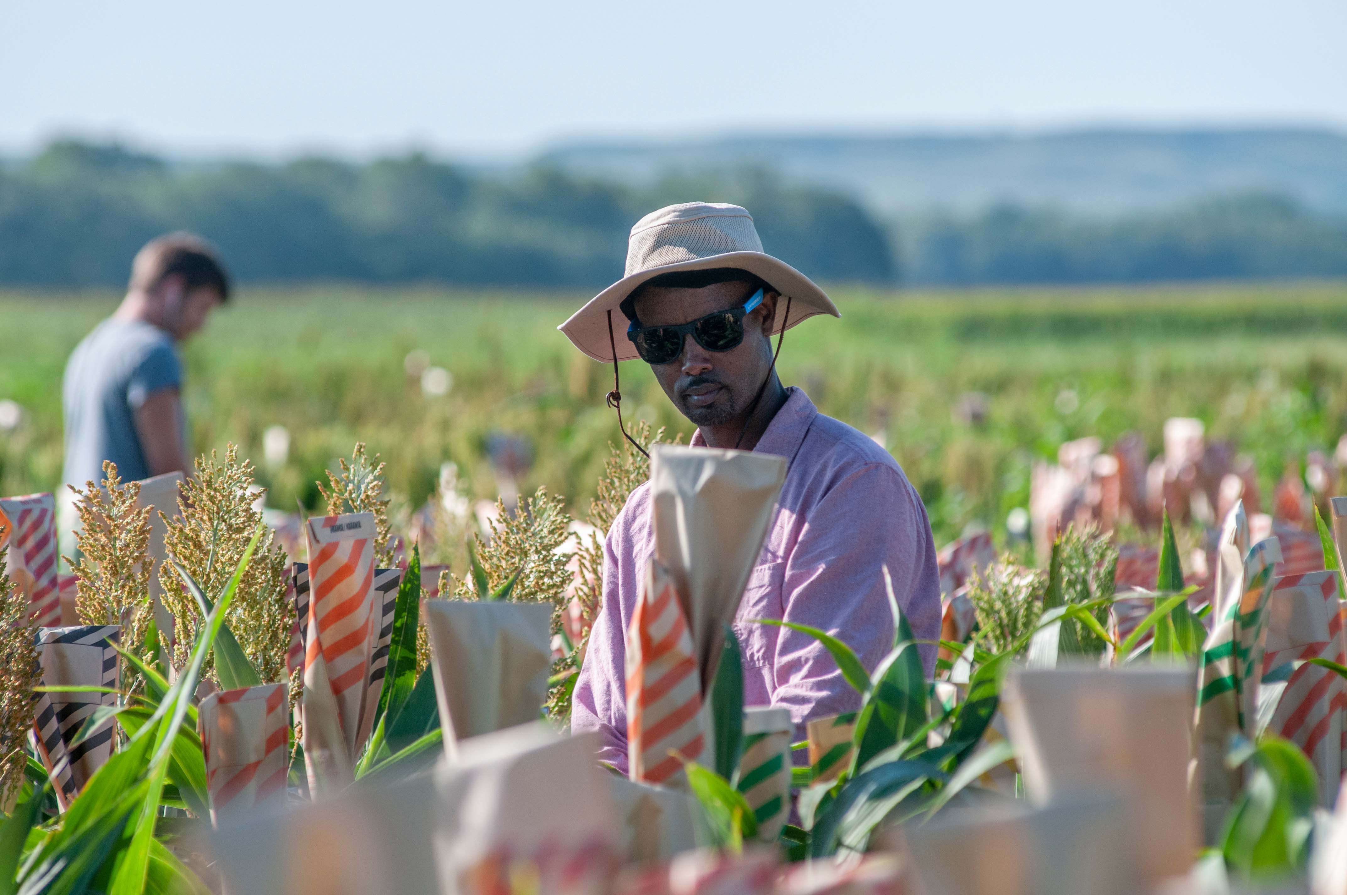 Students Conducting Research in Grain Sorghum Field