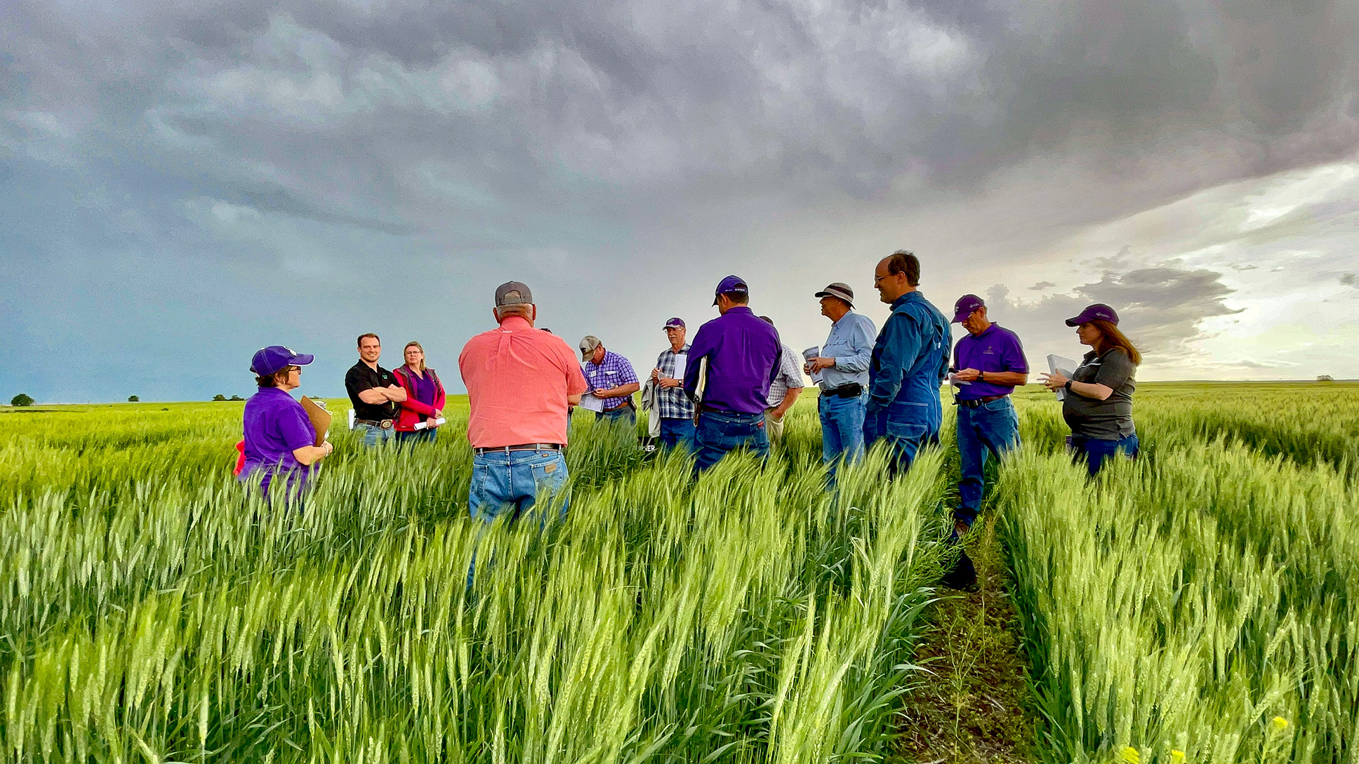 Extension specialists discussing wheat growth in a headed green wheat field