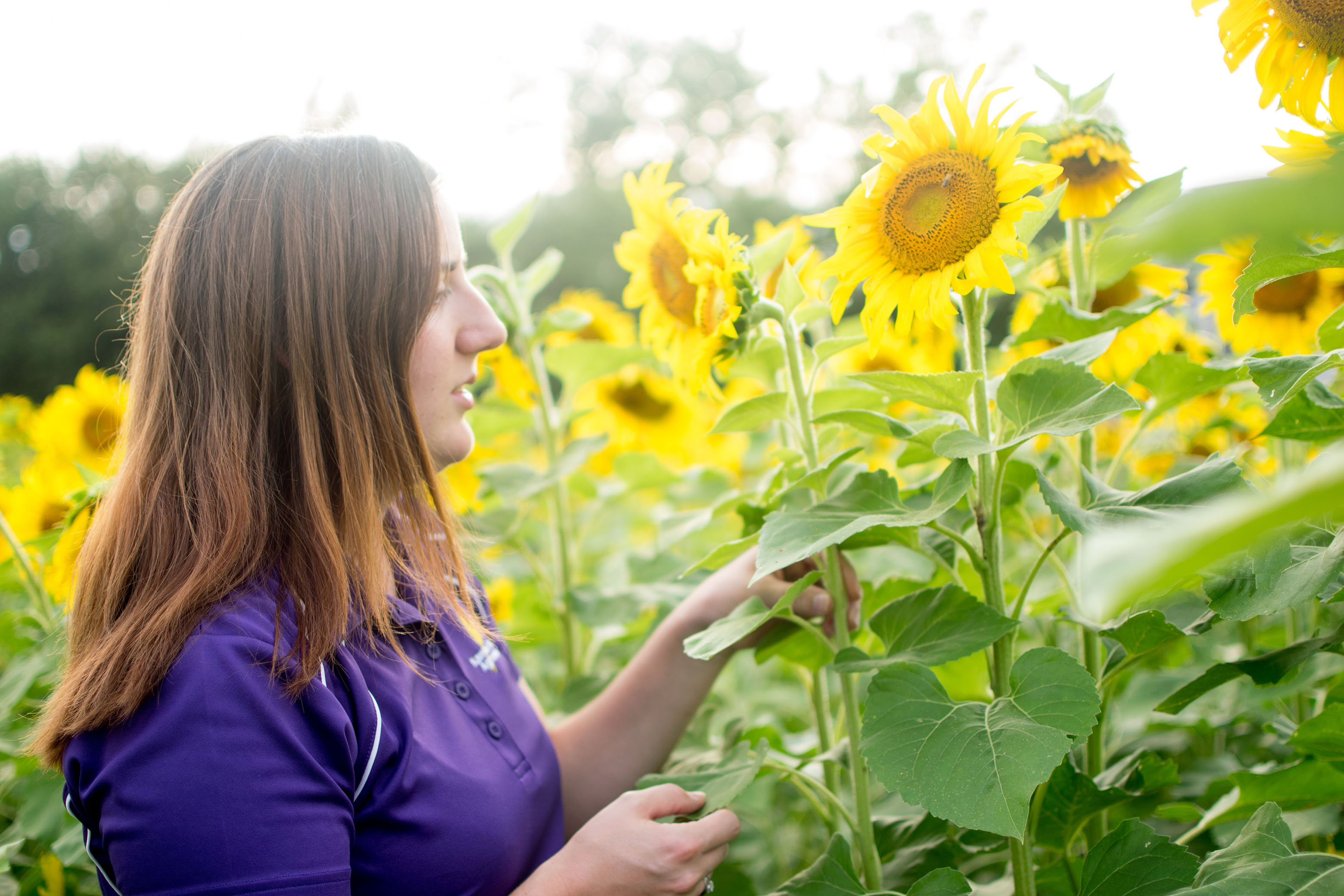 Student assessing sunflower crop
