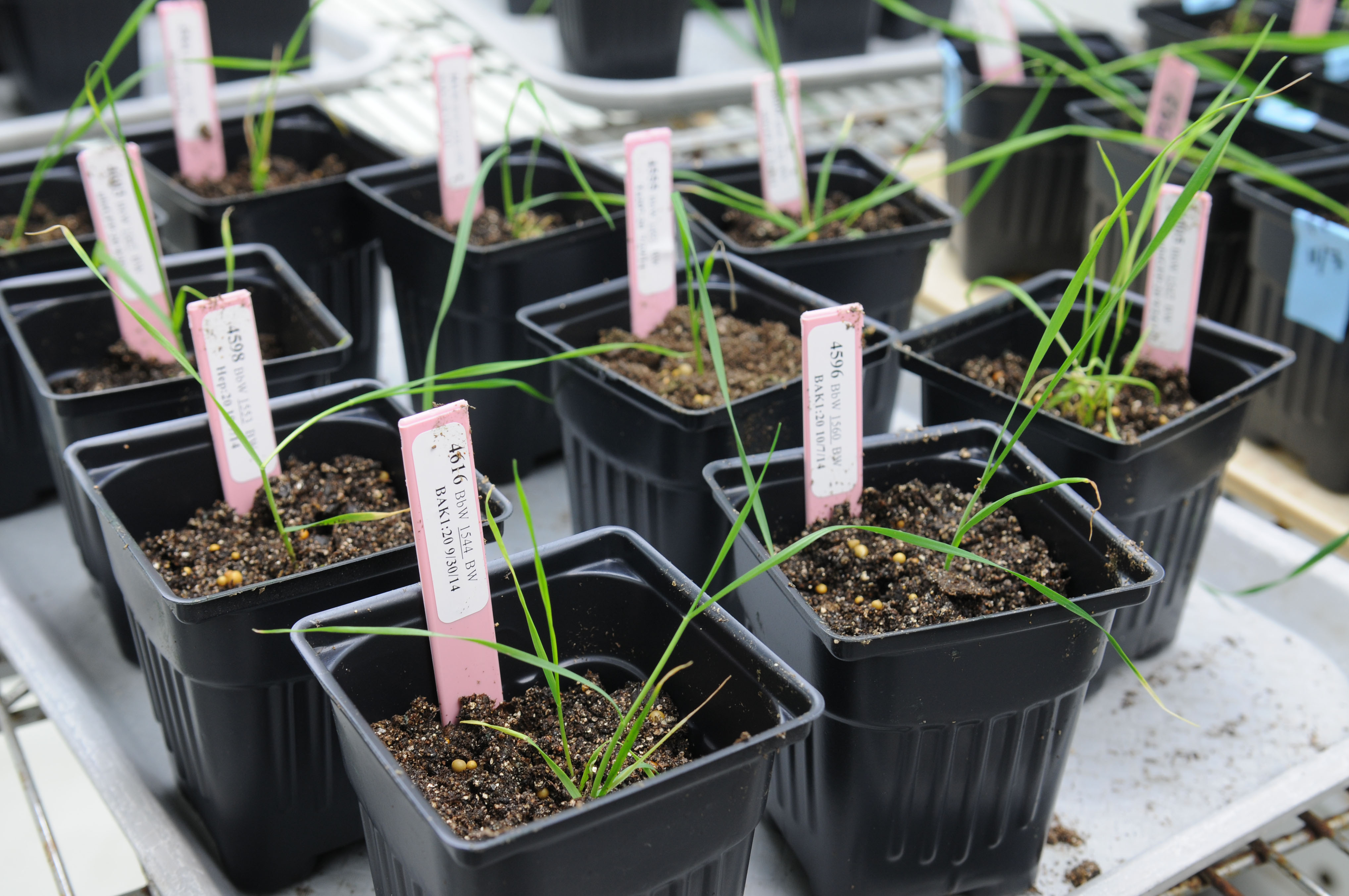 Wheat growing in lab environment