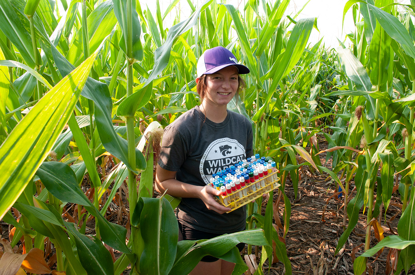 Student studying soil in corn field