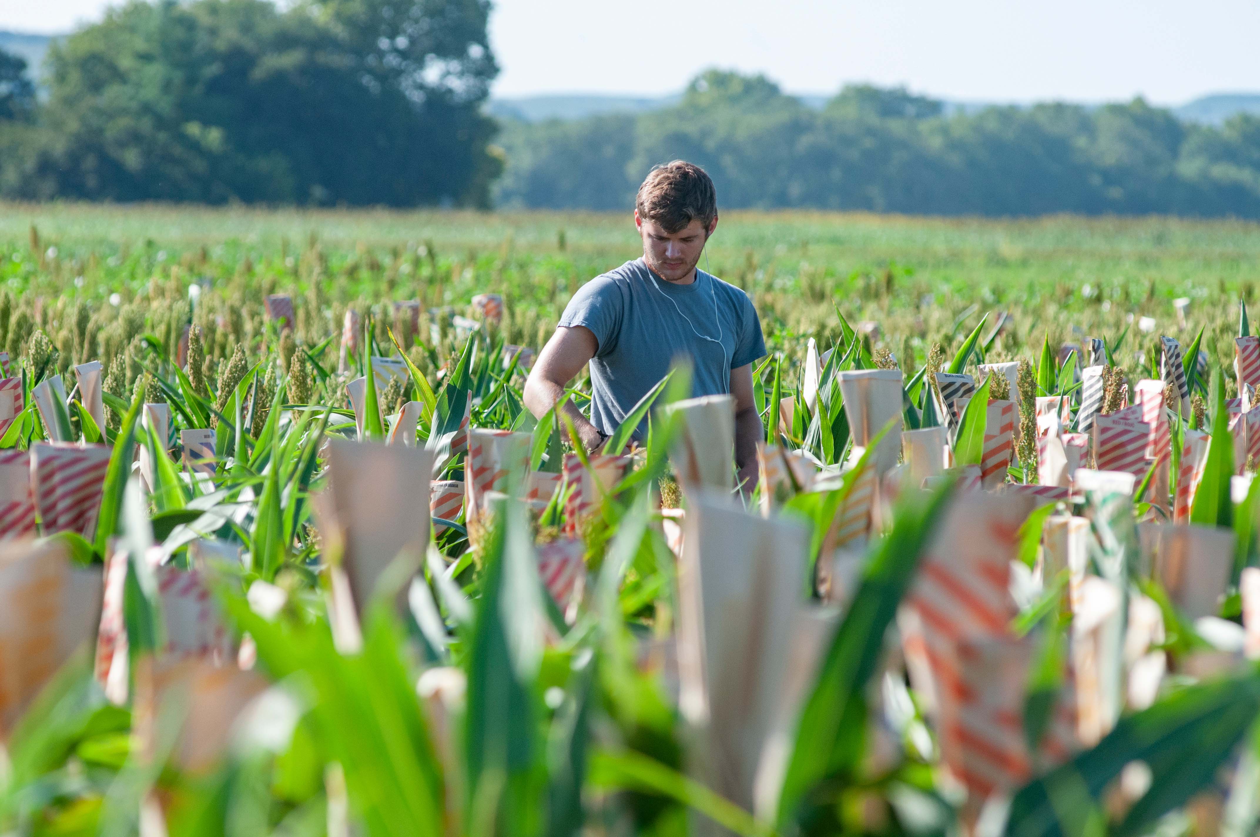 Student Research in Sorghum Field