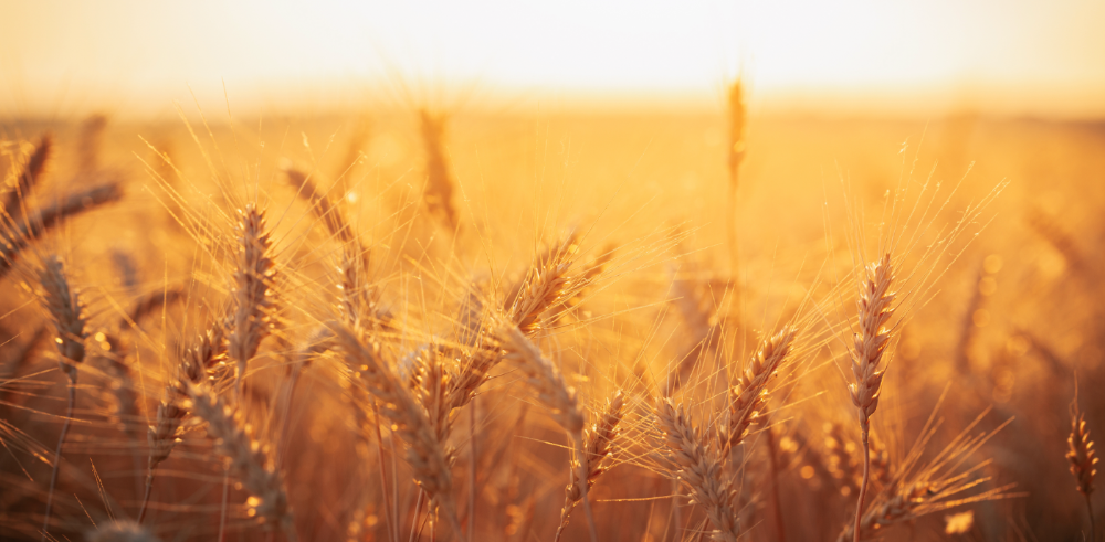 wheat