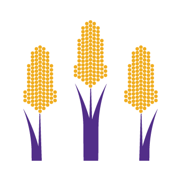 grain sorghum icon