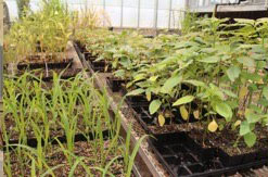 Greenhouse