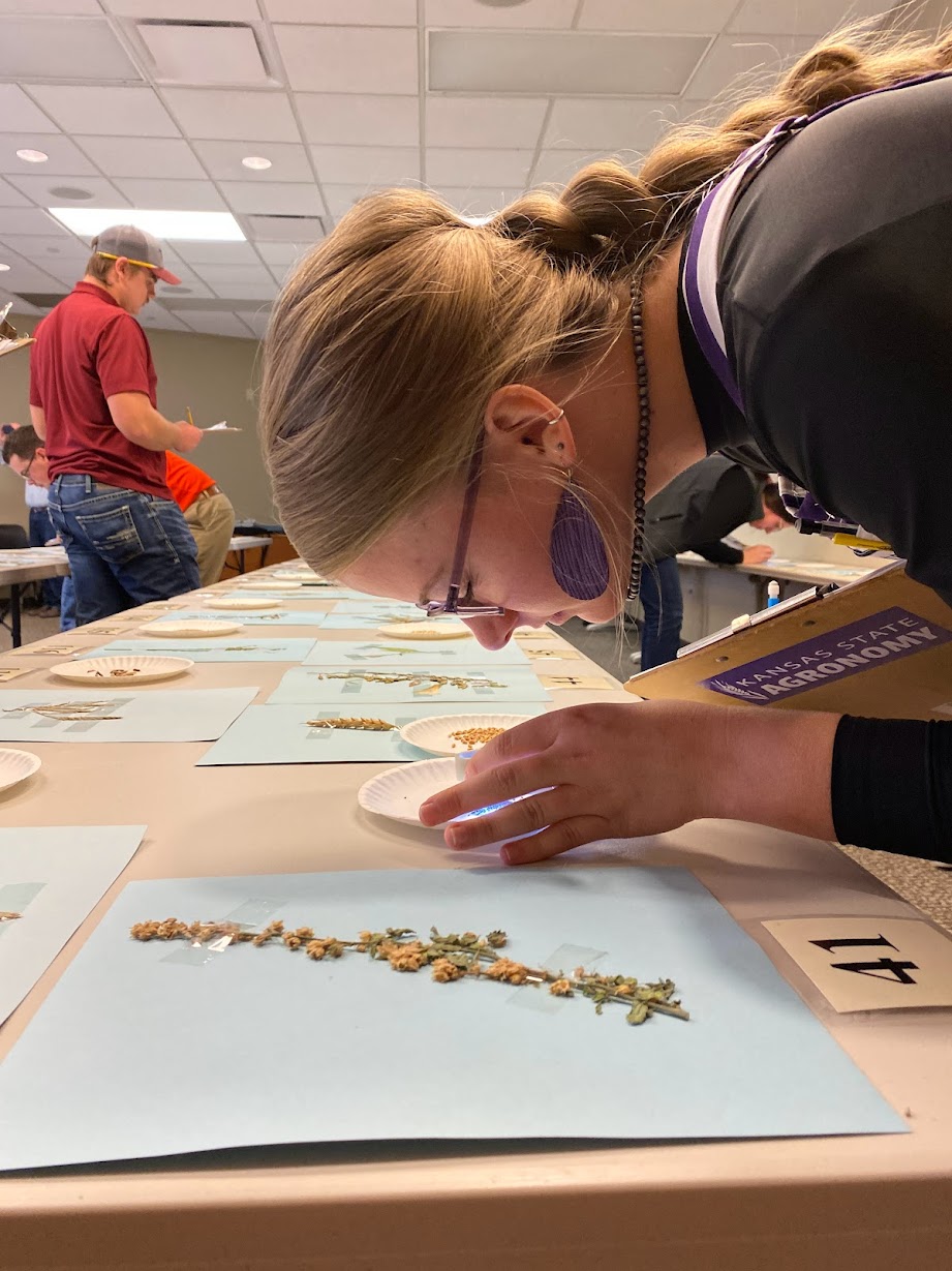 Spring Crops Judging